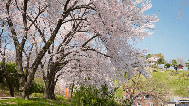공원에서 만개한 벚꽃