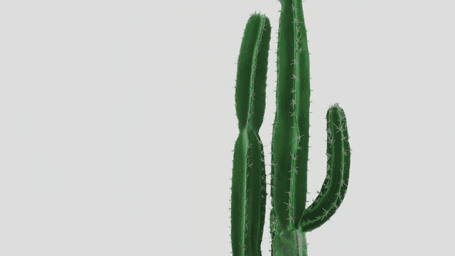 키 큰 녹색 선인장