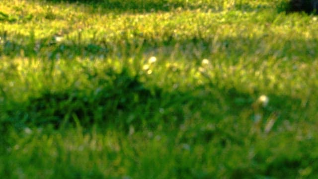 Morning sunlight illuminating the lush green grass