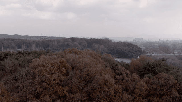 Vast forest with autumn foliage trees