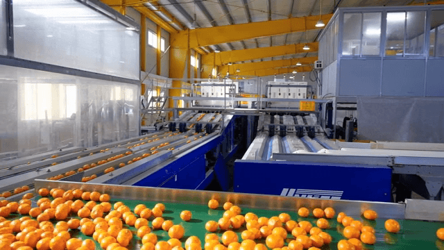 공장에서 컨베이어 벨트 위의 귤