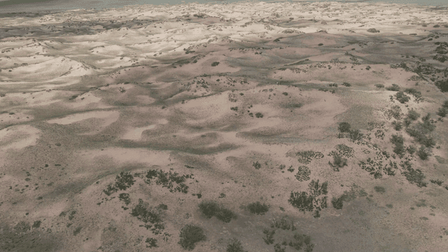 드문드문 식물이 있는 광활한 사막 풍경