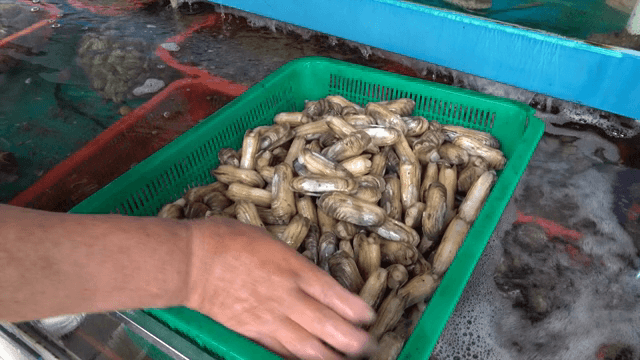 수조에서 조개를 정리하는 손