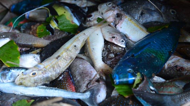 잡힌 다양한 종류의 생선들