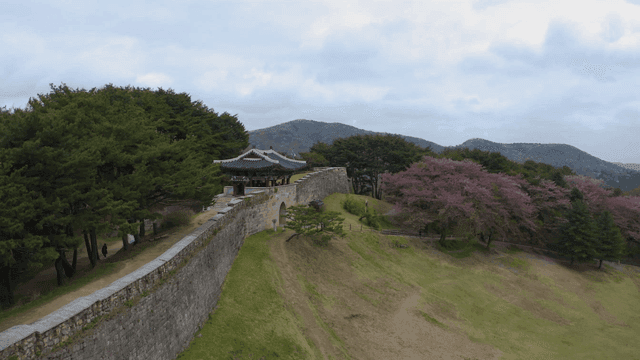 전통 성문을 배경으로 한 벚꽃과 성곽