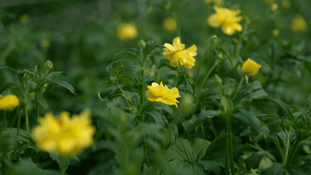 Yellow flowers blooming in a green field