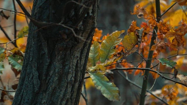 Autumn Leaves and Tree Bark