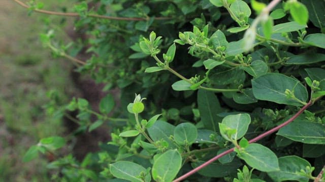 Green leaves and budding plants