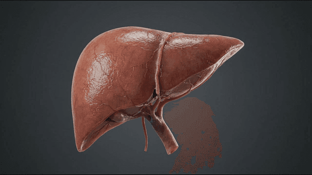 Detailed view of a human liver
