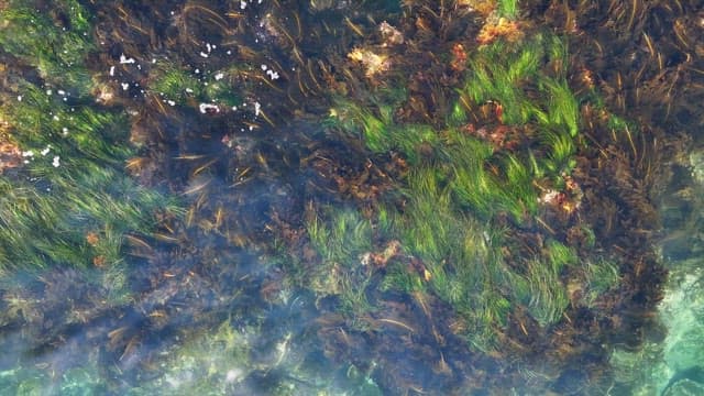 Clear ocean water with rocks and seaweed