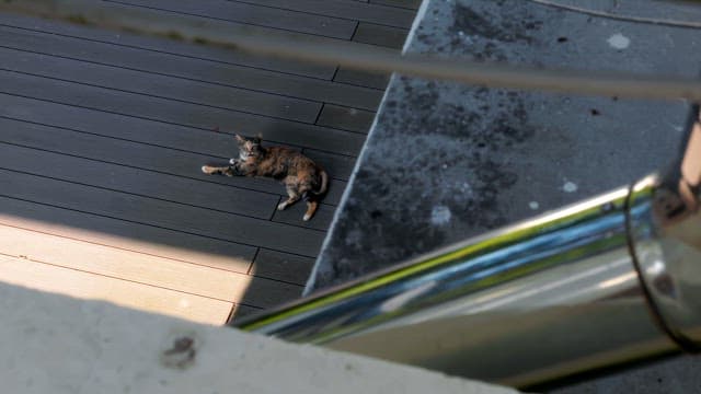 Cat resting on a wooden deck