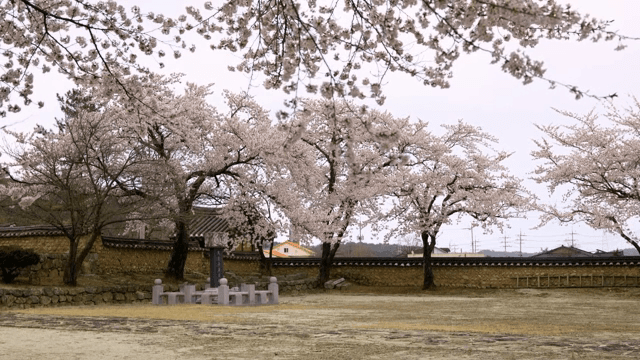 Cherry blossoms in a traditional courtyard