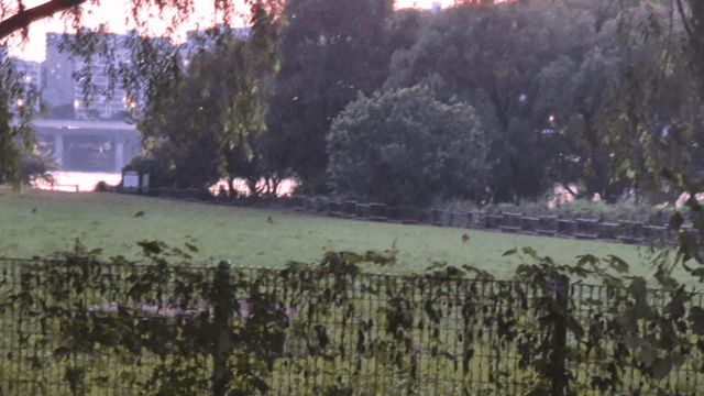 저녁에 고라니들이 풀을 뜯어먹는 공원