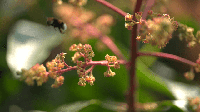 Bumblebee flying from mango tree flower