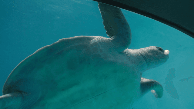Sea turtle in front of glass in aquarium