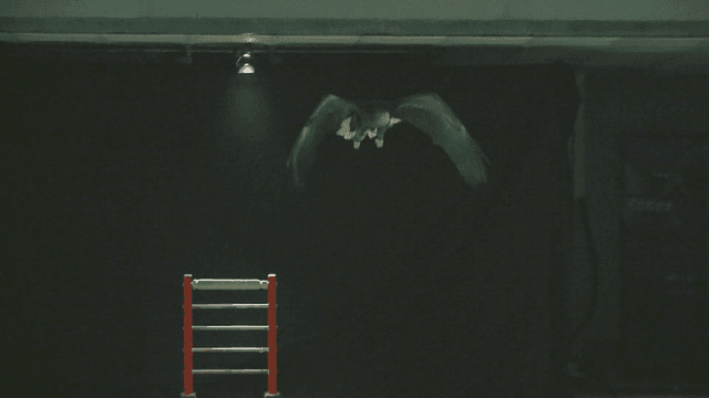 White-tailed eagle soaring in dark indoor swimming pool