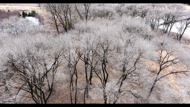 Snow-covered desolate forest full of leafless winter bare trees