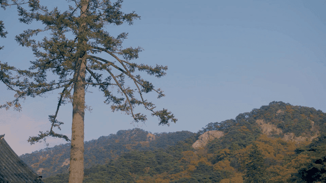 Large tree beside a hanok and an autumn-colored mountain