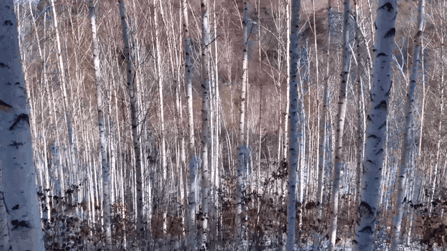 Quiet birch forest in winter