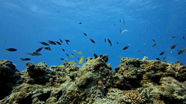 산호초 주변을 헤엄치는 다채로운 물고기들
