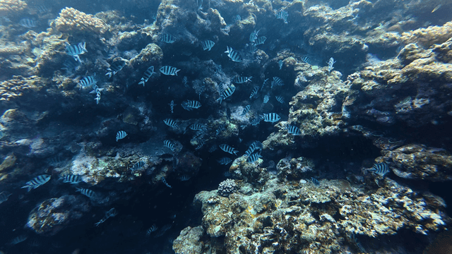 Vibrant coral reef full of fish