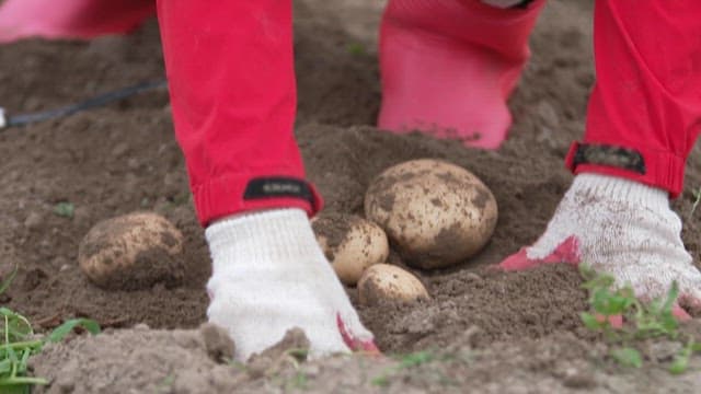 Person harvesting fresh potatoes from soil