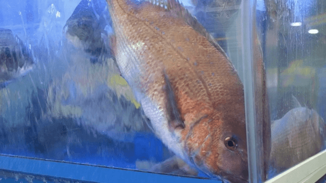 식당 수조에서 헤엄치는 물고기