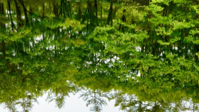 Reflection of a green forest in a calm pond