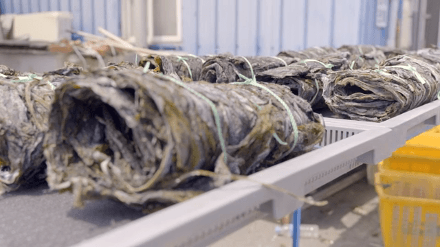 트레이 위에 놓인 건조된 해초 묶음