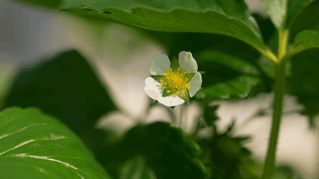 Strawberry flowers blooming among green leaves