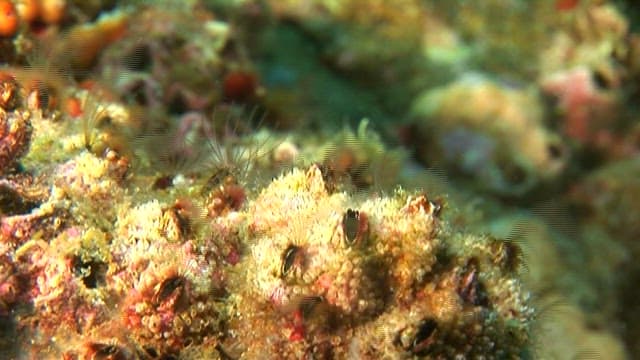 Close up of giant acorn barnacles in their habitat