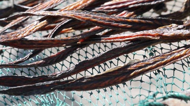 Green eel goby drying on a net on a sunny day