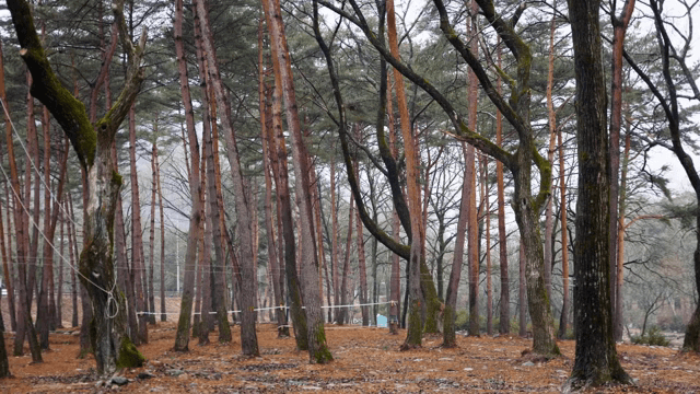 키 큰 나무가 있는 고요한 숲