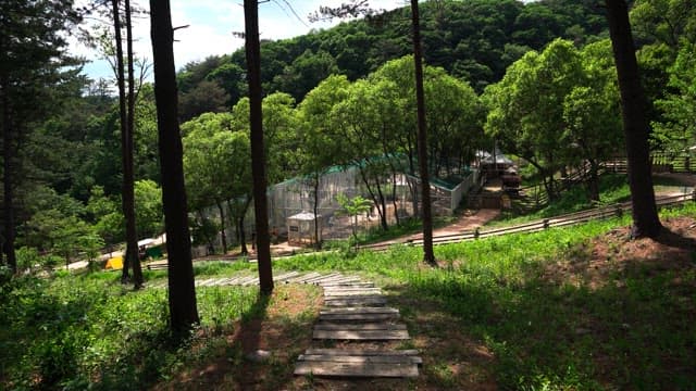 Scenic walkway in a lush green area with visible structures inside