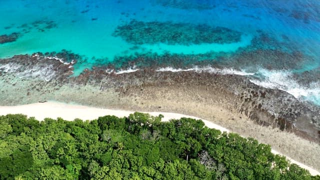 Tropical beach with forest and clear blue water