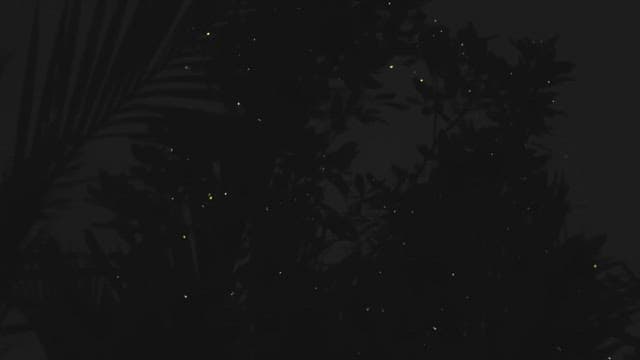 밤에 어두운 숲을 밝히는 반딧불이