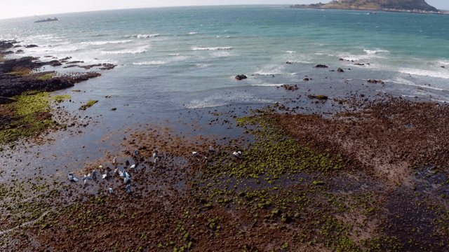 바위 해안에서 해초를 채취하는 사람들