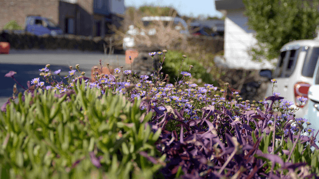 Colorful flowers and plants in street gardens