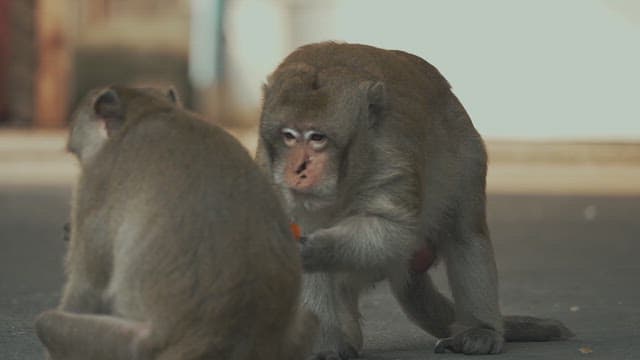 Monkey Sitting on Street and Eating Feed