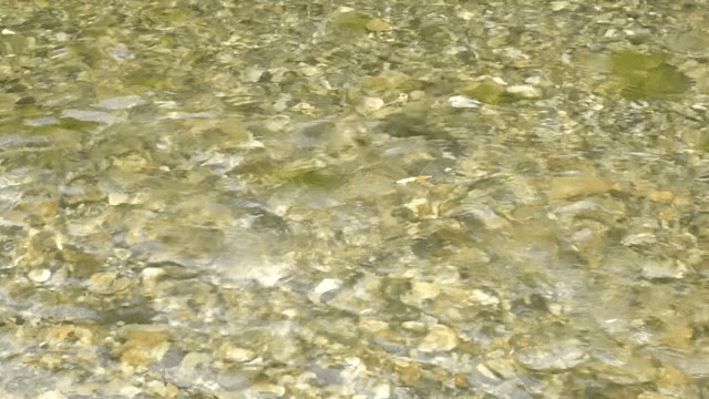 맑은 시냇물 위로 움직이는 낚시 찌