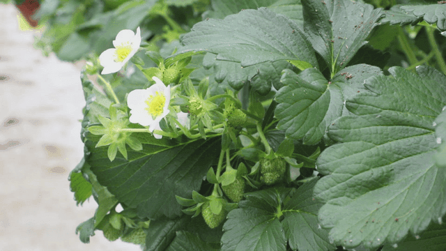 꽃과 잎이 있는 딸기 식물