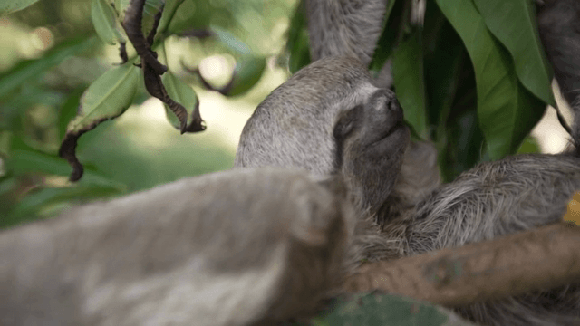 A sloth resting on a tree branch