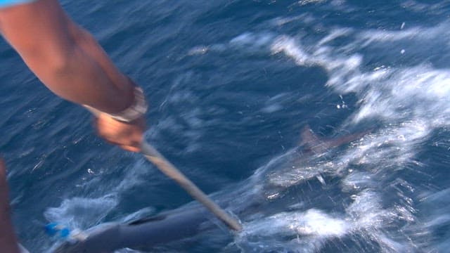 바다 배 위에서 낚시로 잡은 킹매커럴