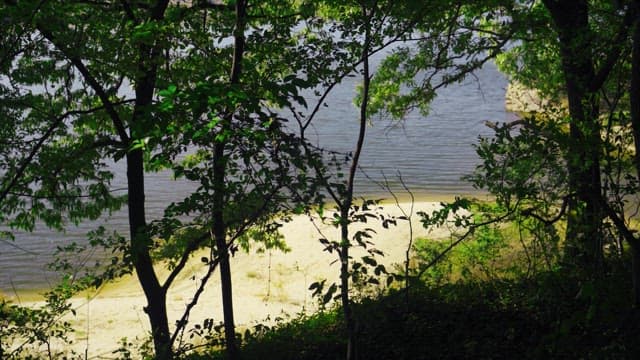 숲 속 나무를 통해 보이는 햇볕이 비치는 강가 풍경