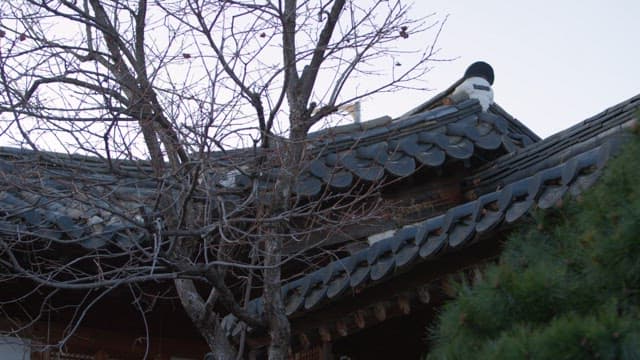 Bare Tree Branches in Winter and the Elegance of a Hanok