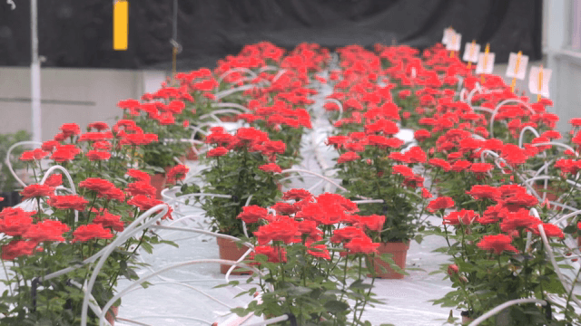 온실 속 빨간 장미들