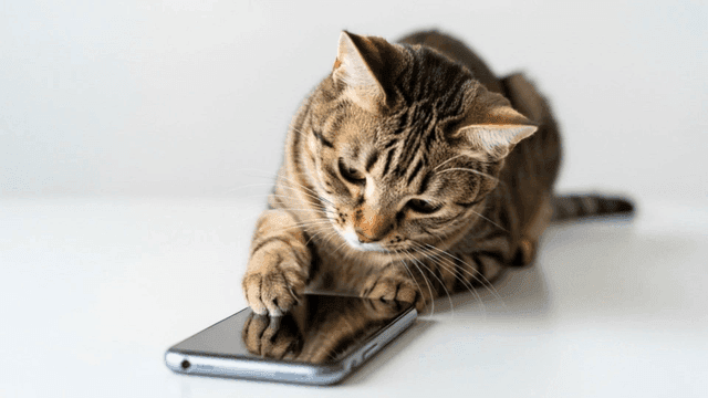 스마트폰을 가지고 노는 고양이