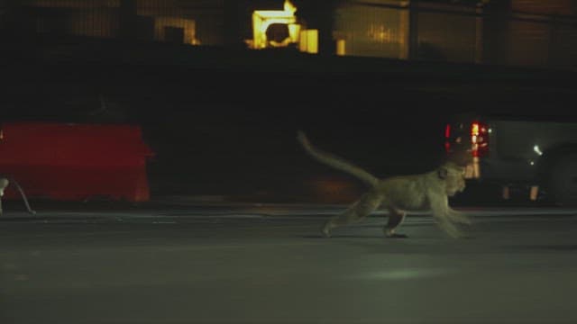 Monkeys on a Busy Street as Vehicles Drive by