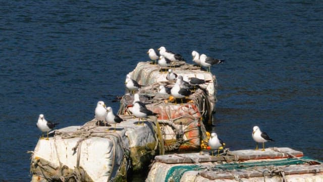 Birds perched on floating buoys in the water