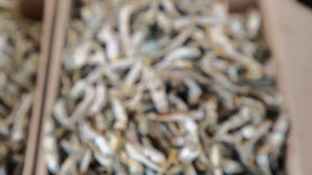 마른 멸치가 가득 담긴 종이 박스